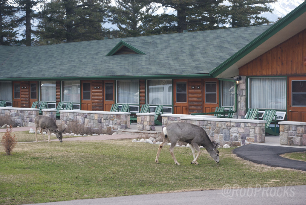 Checking in to the Frontier Jasper Park Lodge, meeting new friends