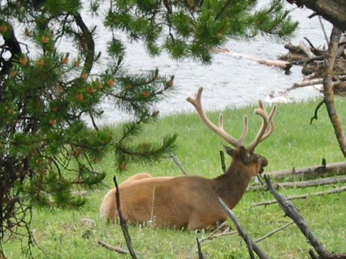 Elk-at-Yellowstone-Park-2003_900x675 elk