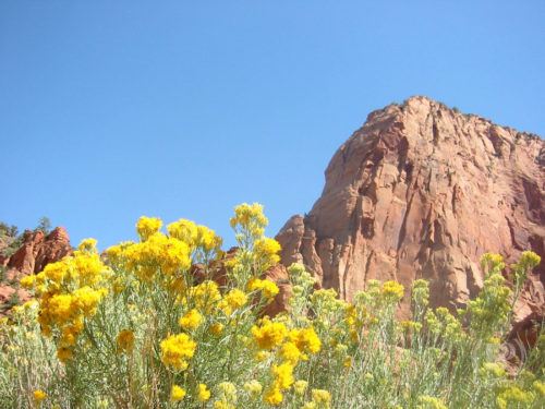 Zion-National-Park-2007_900x675
